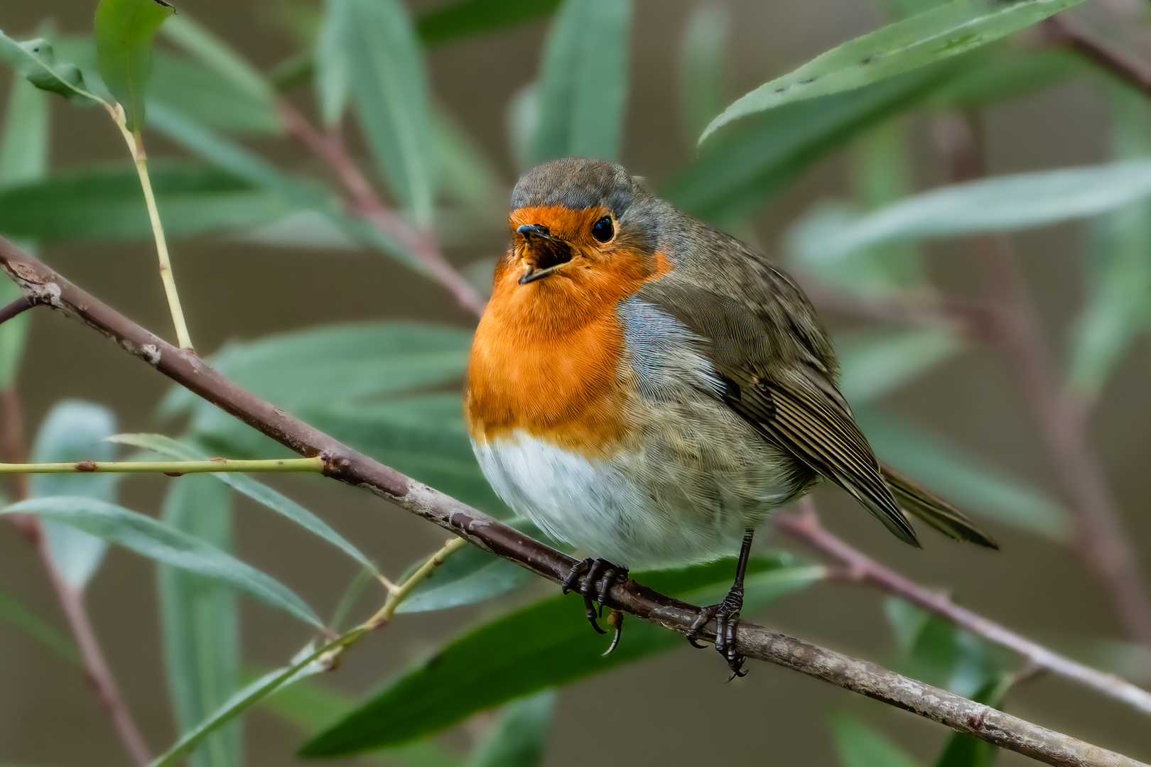 Rotkehlchen beim Singen