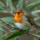 Rotkehlchen beim Singen