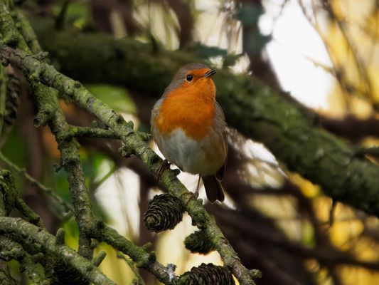 Rotkehlchen beim Warnruf