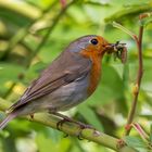 Rotkehlchen, beladen mit Futter, in einem Rosenstrauch / Robin loaded with food in a rose bush