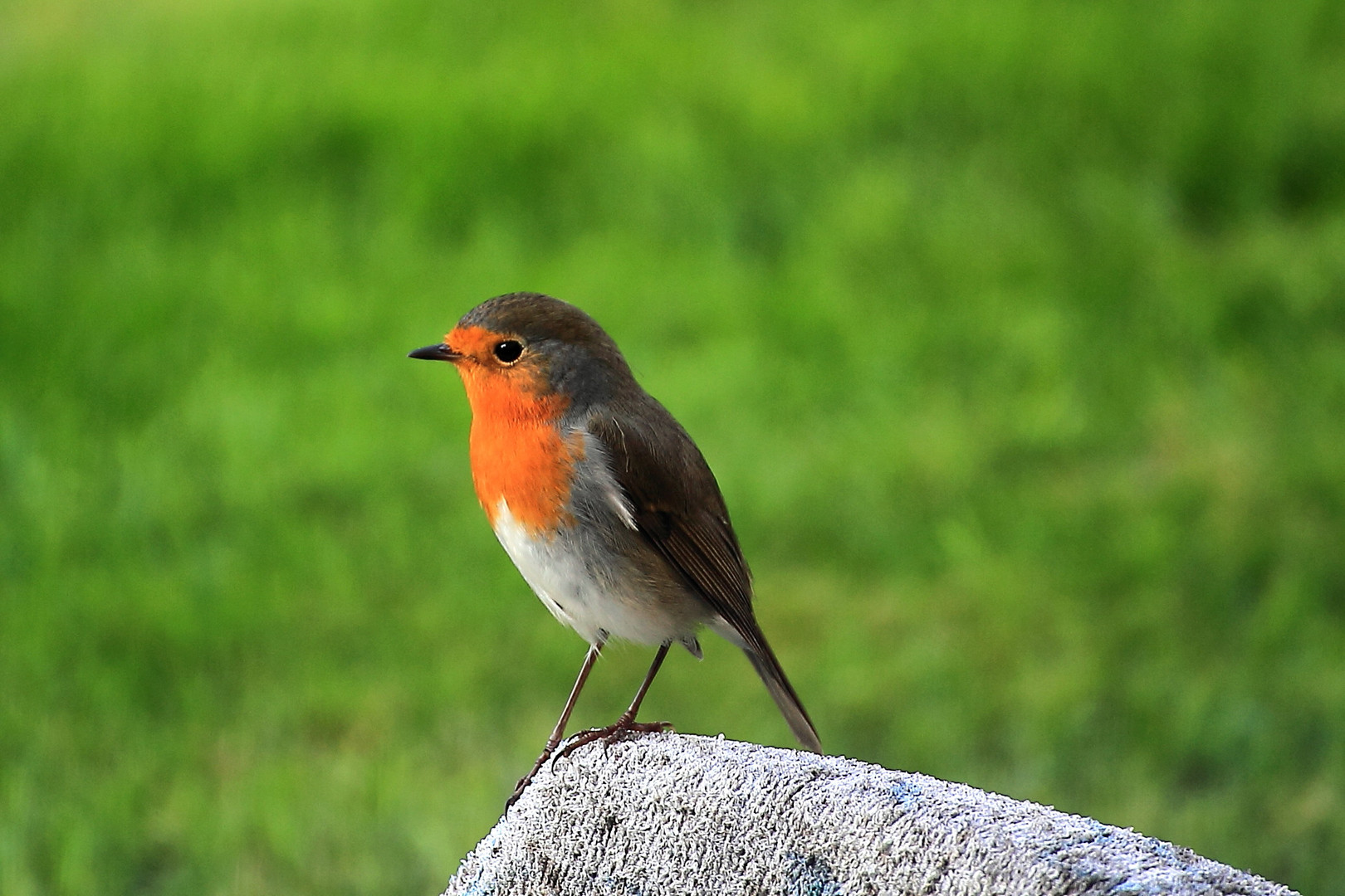 Rotkehlchen - Besuch