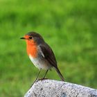 Rotkehlchen - Besuch