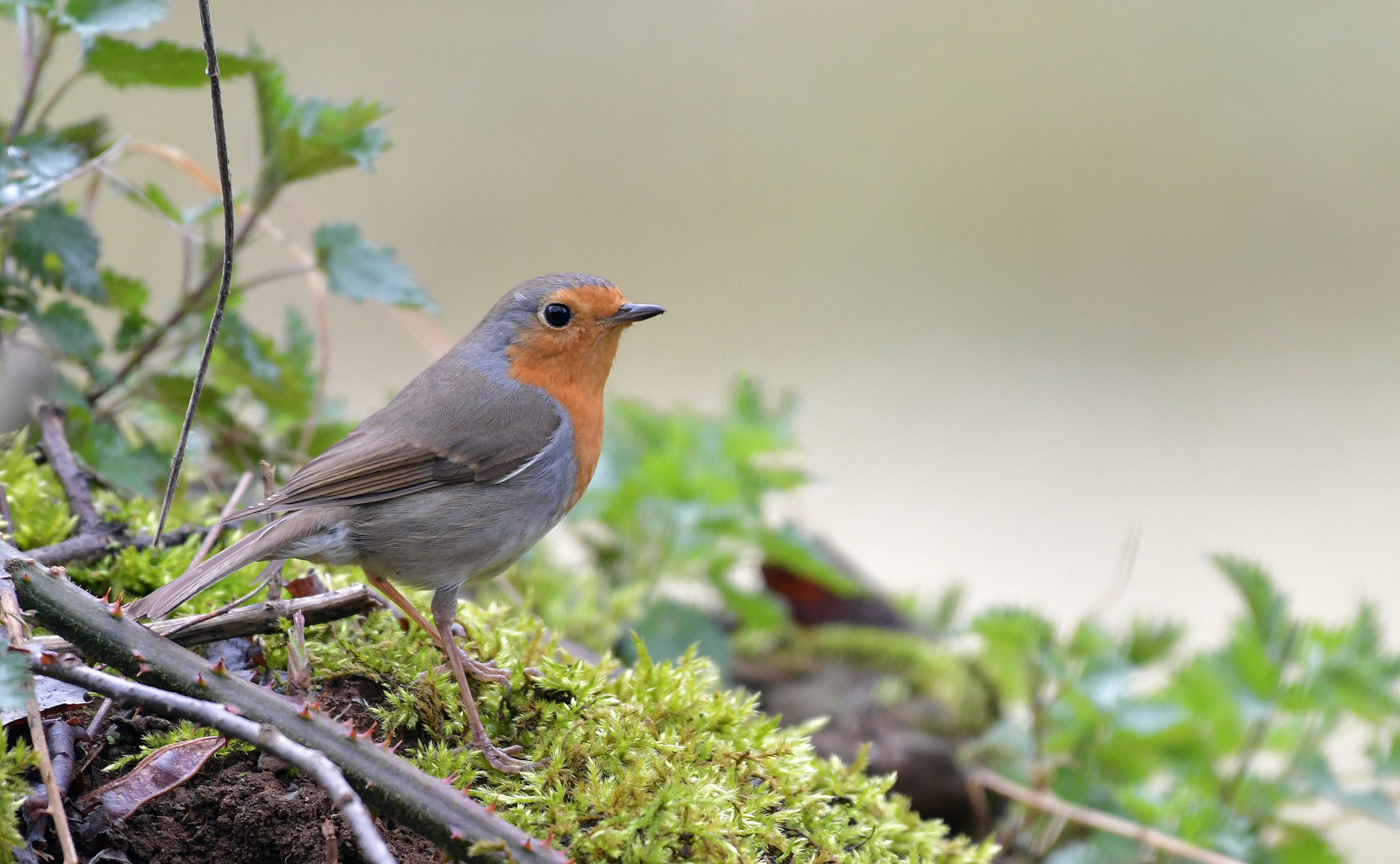 Rotkehlchen Besuch