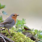 Rotkehlchen Besuch