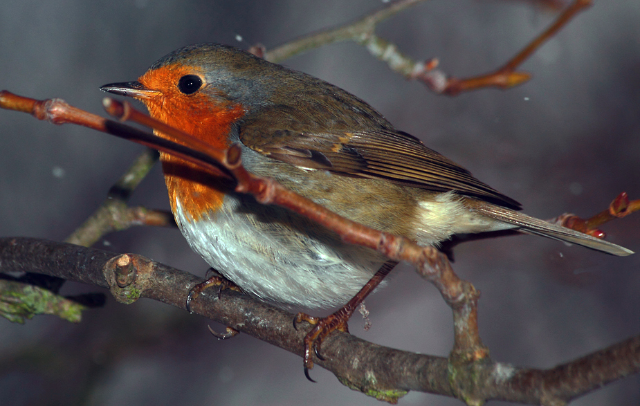 Rotkehlchen Besuch bei Schneefall