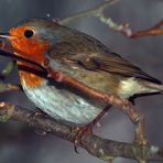 Rotkehlchen Besuch bei Schneefall