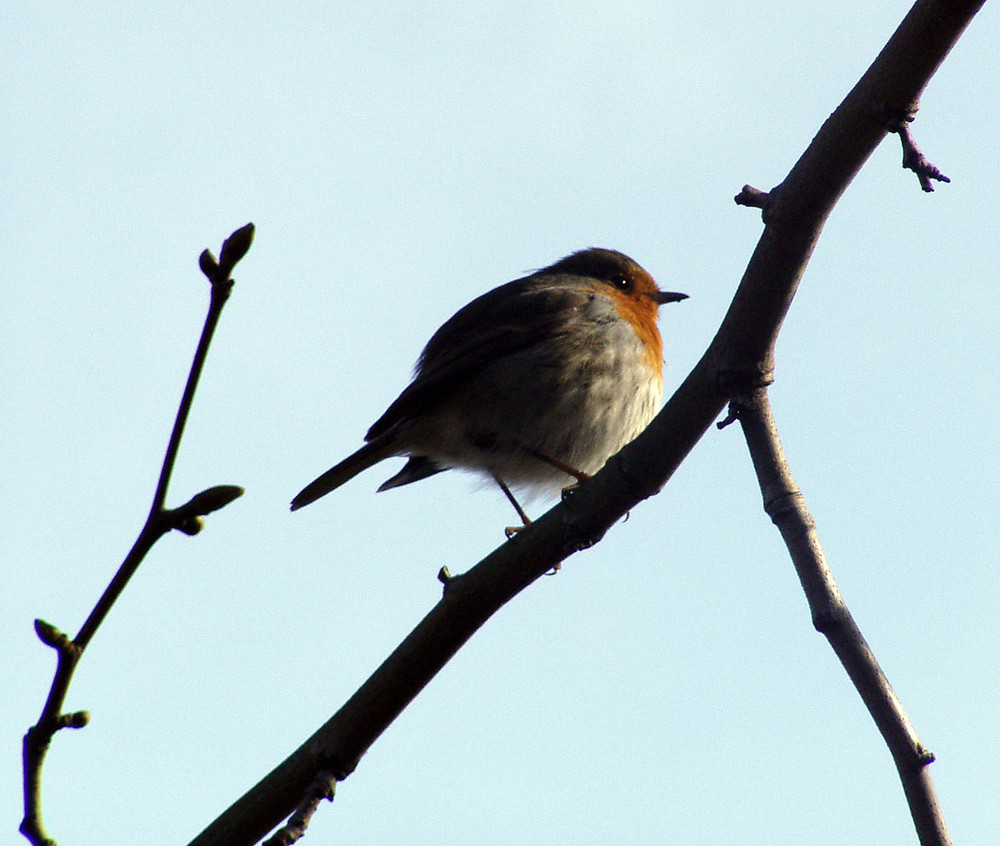 Rotkehlchen