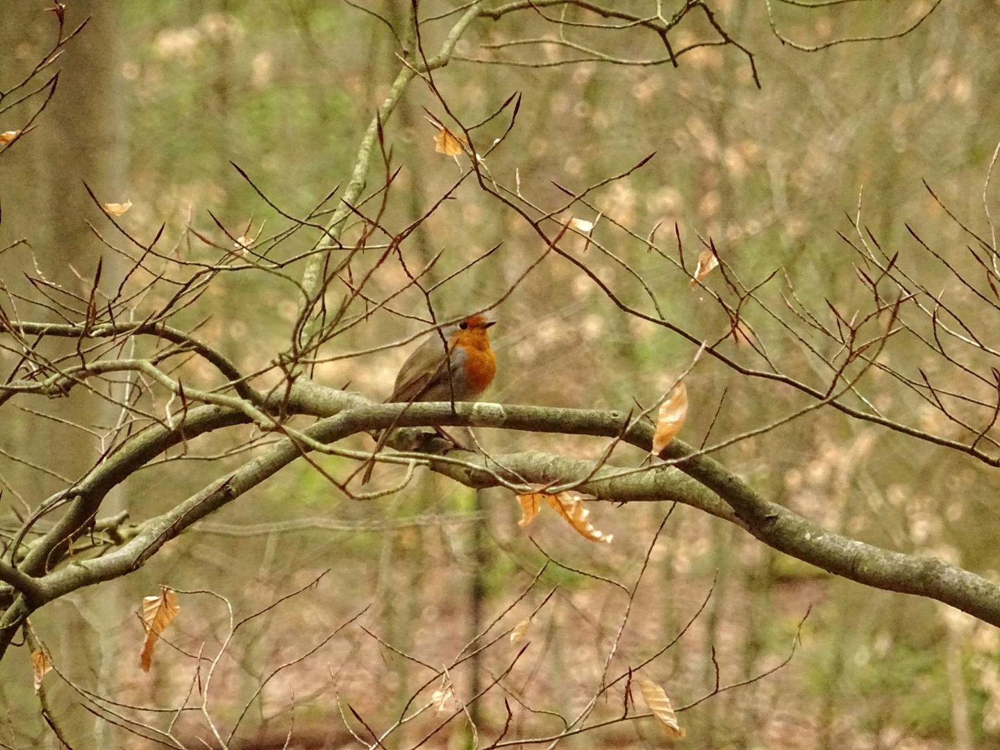 Rotkehlchen Blick