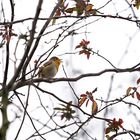 Rotkehlchen bringt ein Abendständchen