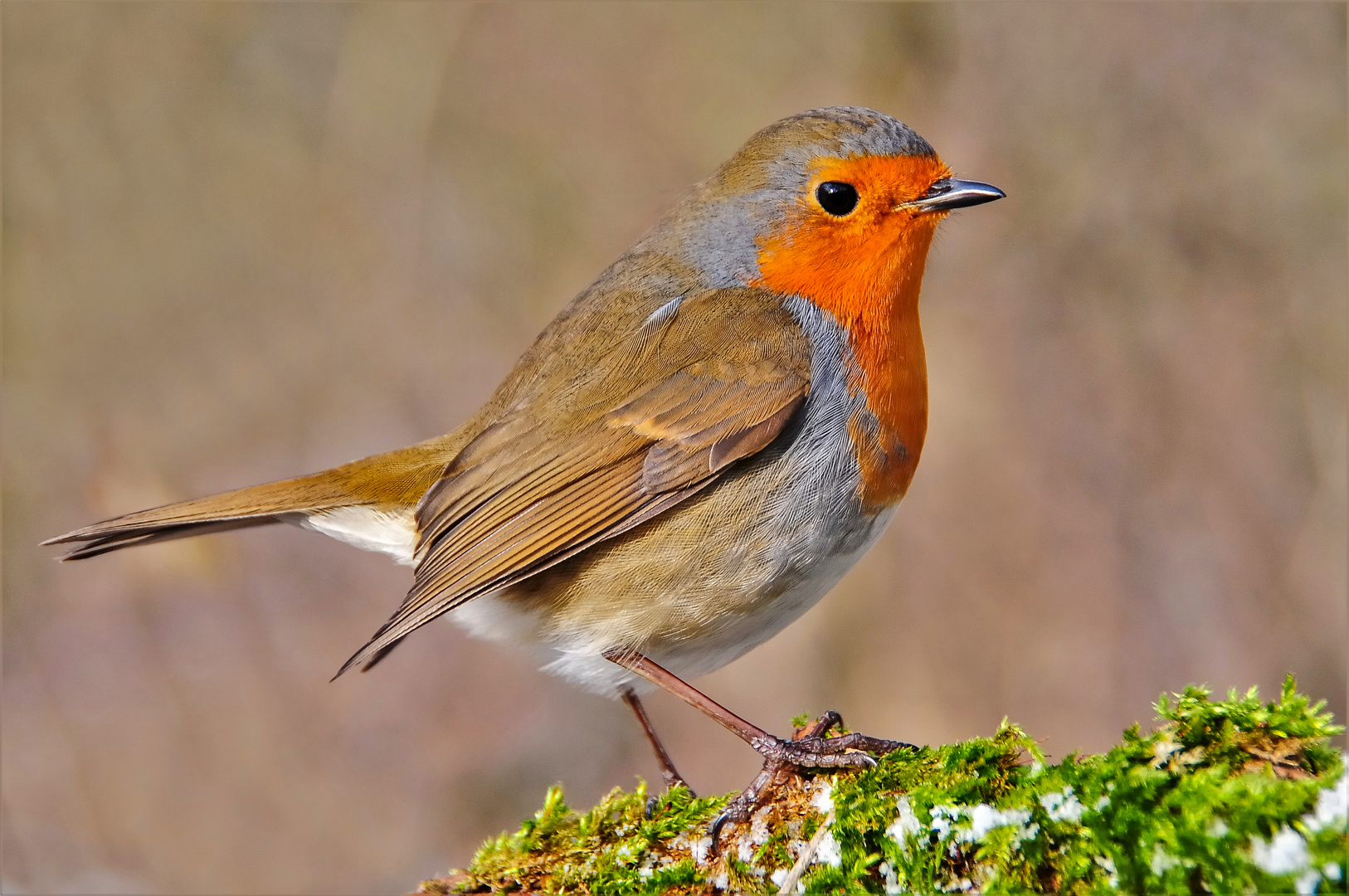 Rotkehlchen Foto & Bild tiere, wildlife, wild lebende vögel Bilder
