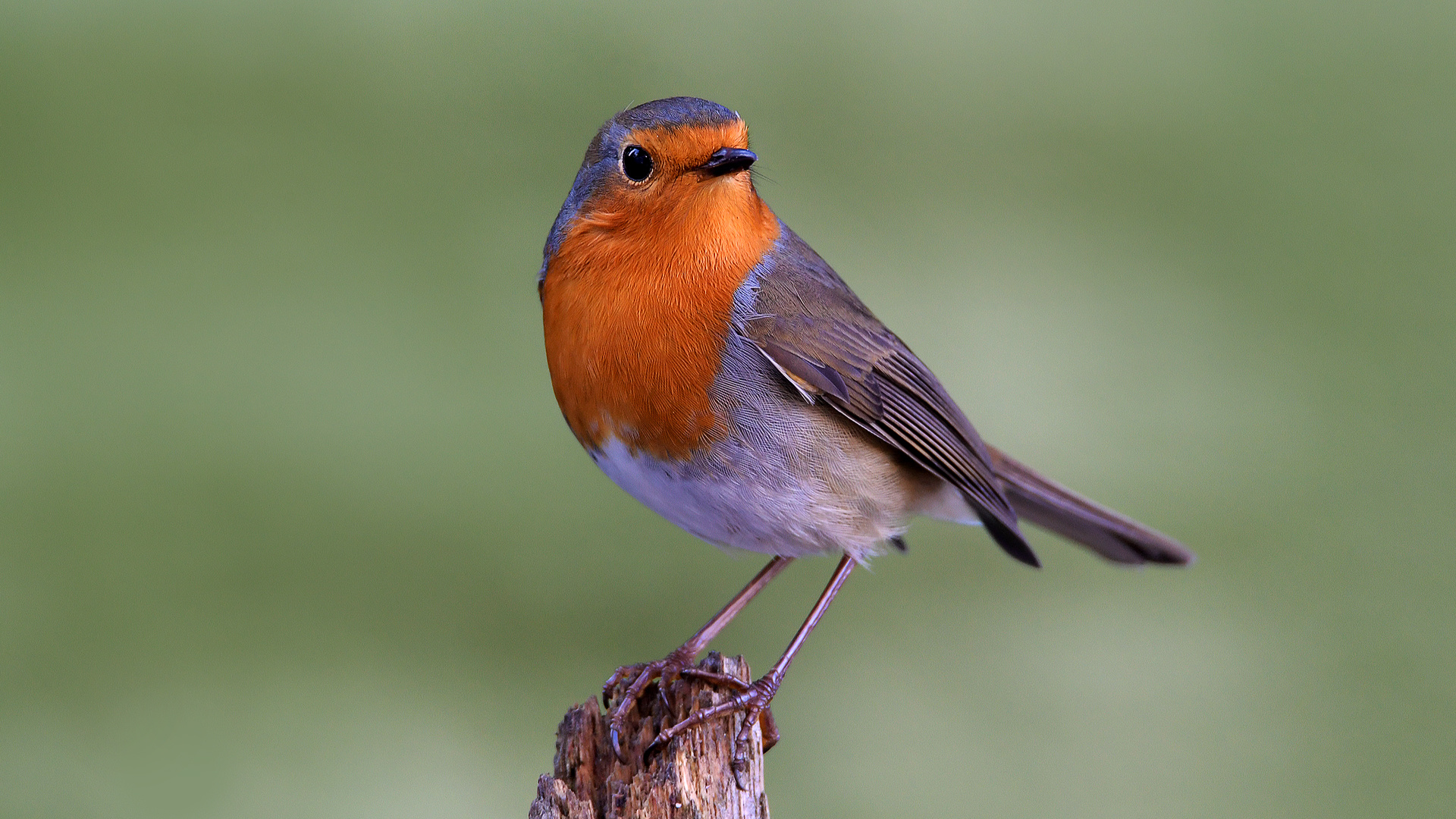 Rotkehlchen Foto & Bild tiere, wildlife, wild lebende vögel Bilder