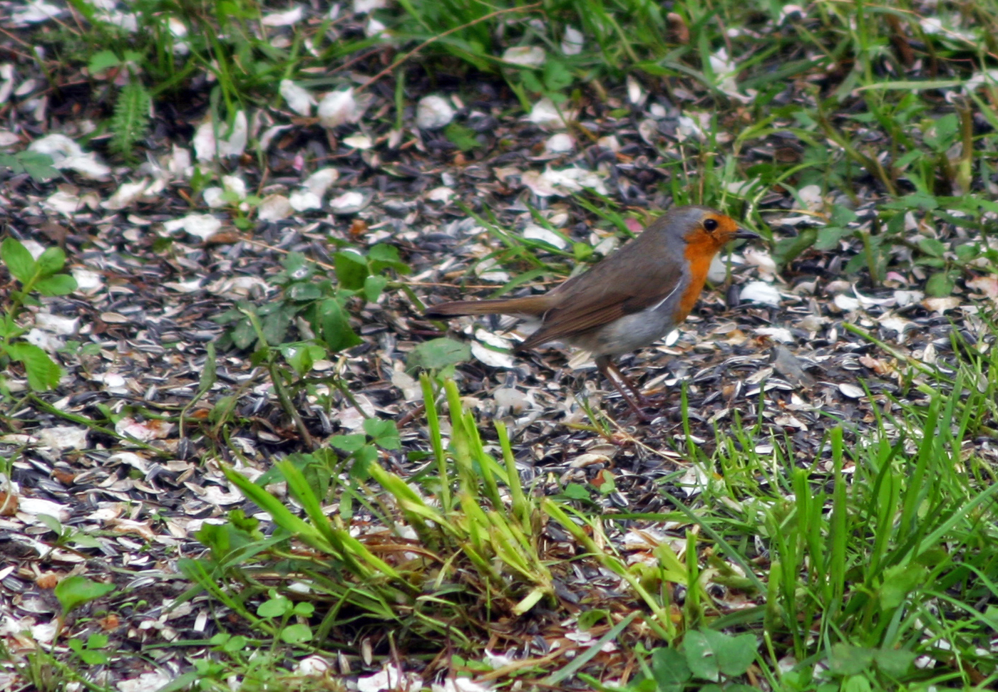 Rotkehlchen