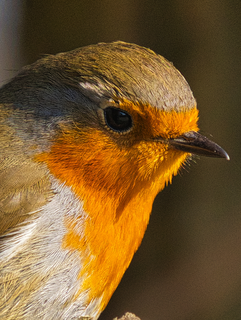 Rotkehlchen close-up