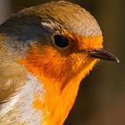 Rotkehlchen close-up