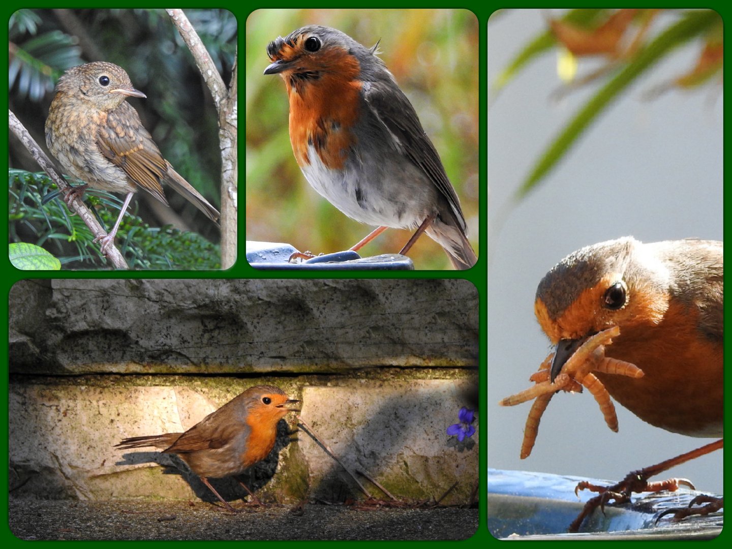 Rotkehlchen-Collage