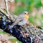 Rotkehlchen, der Vogel des Jahres.jpg