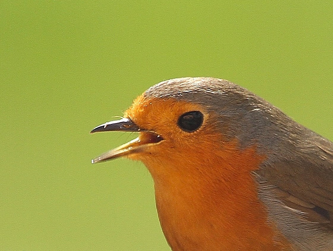 Rotkehlchen - der Weihanchtsvogel kurz vor Ostern