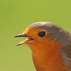 Rotkehlchen - der Weihanchtsvogel kurz vor Ostern