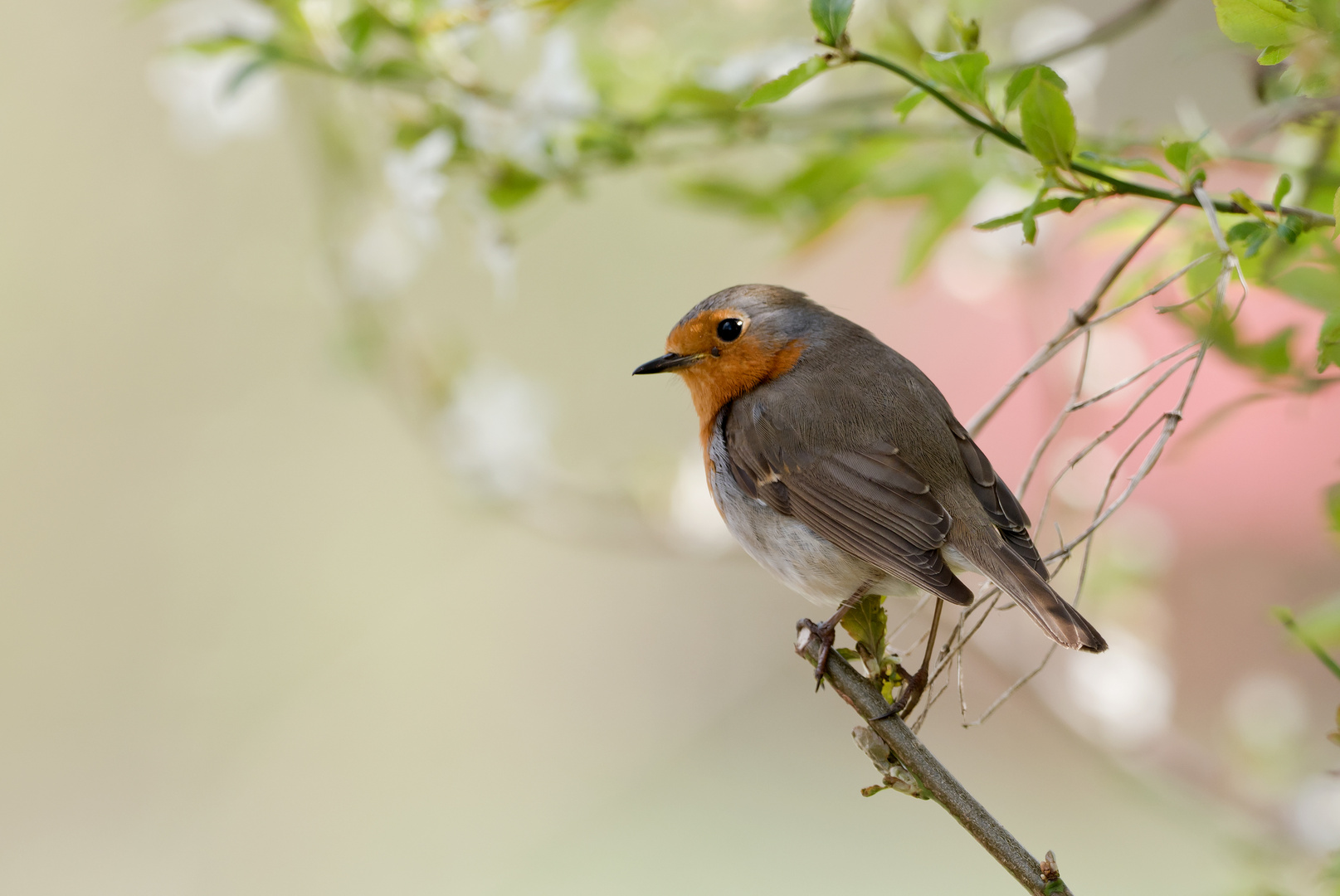 Rotkehlchen Foto & Bild tiere, wildlife, wild lebende vögel Bilder