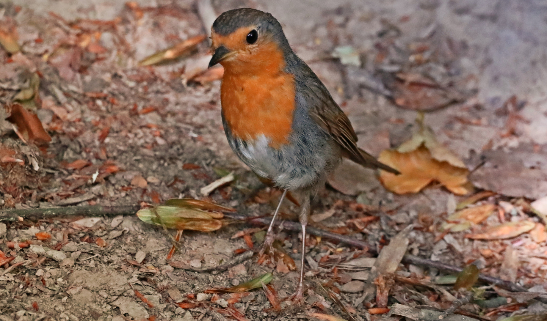 Rotkehlchen 