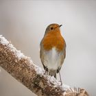 Rotkehlchen