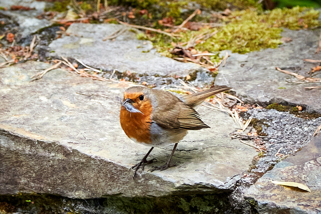 Rotkehlchen