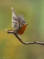 Rotkehlchen ...