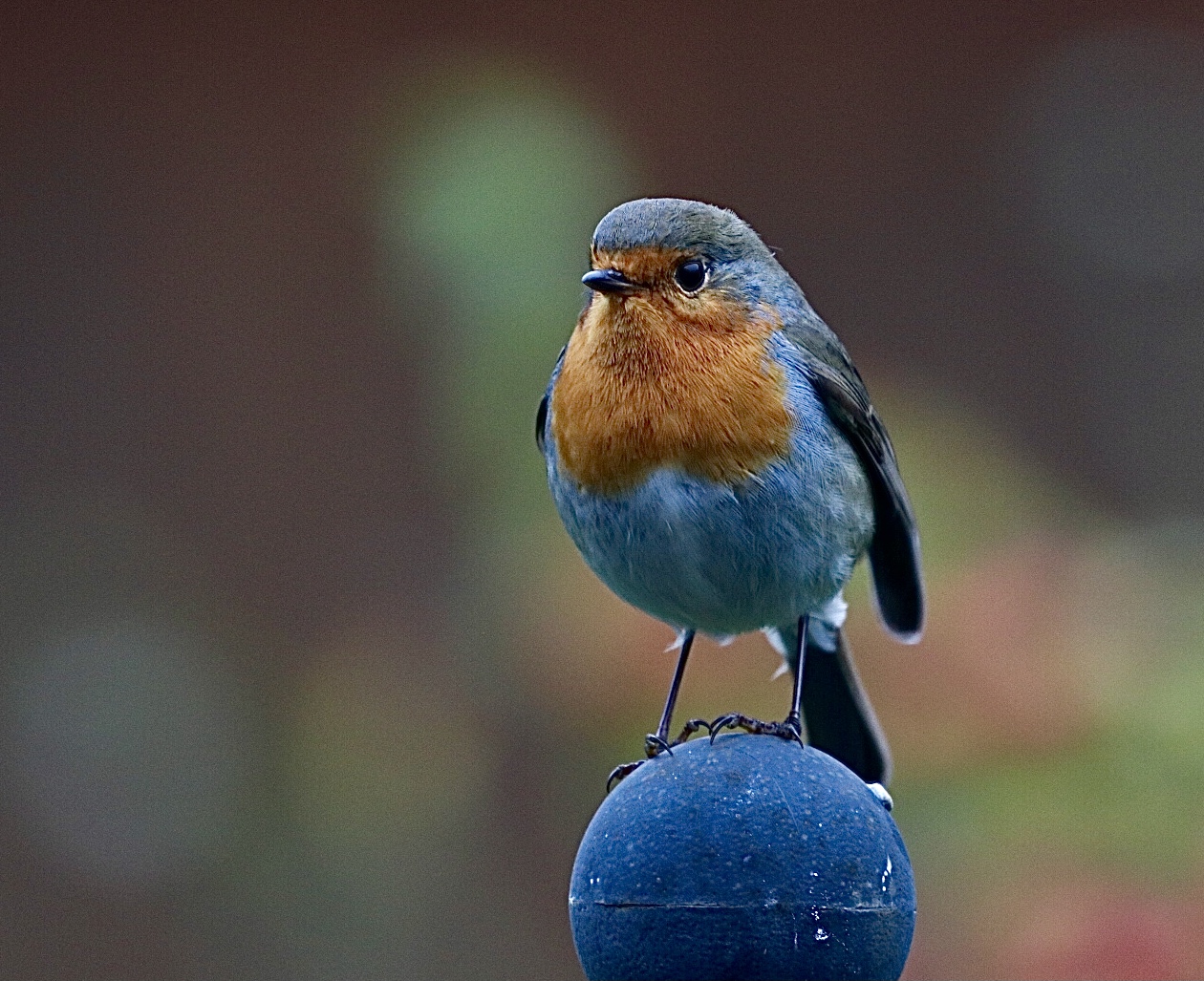 Rotkehlchen 