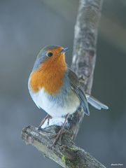 Rotkehlchen