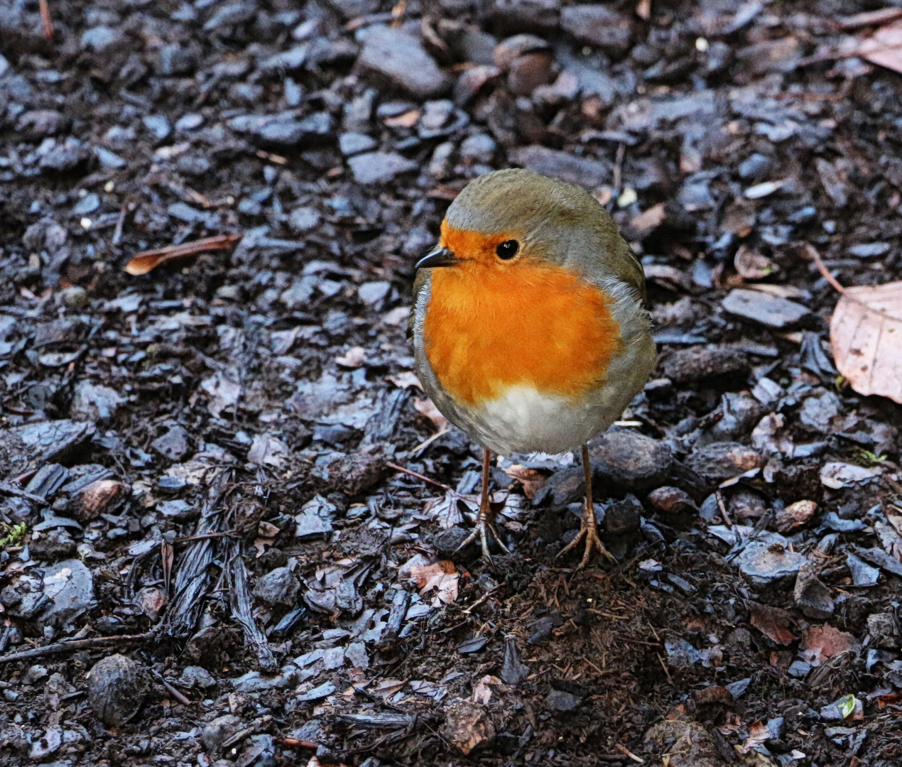 Rotkehlchen 