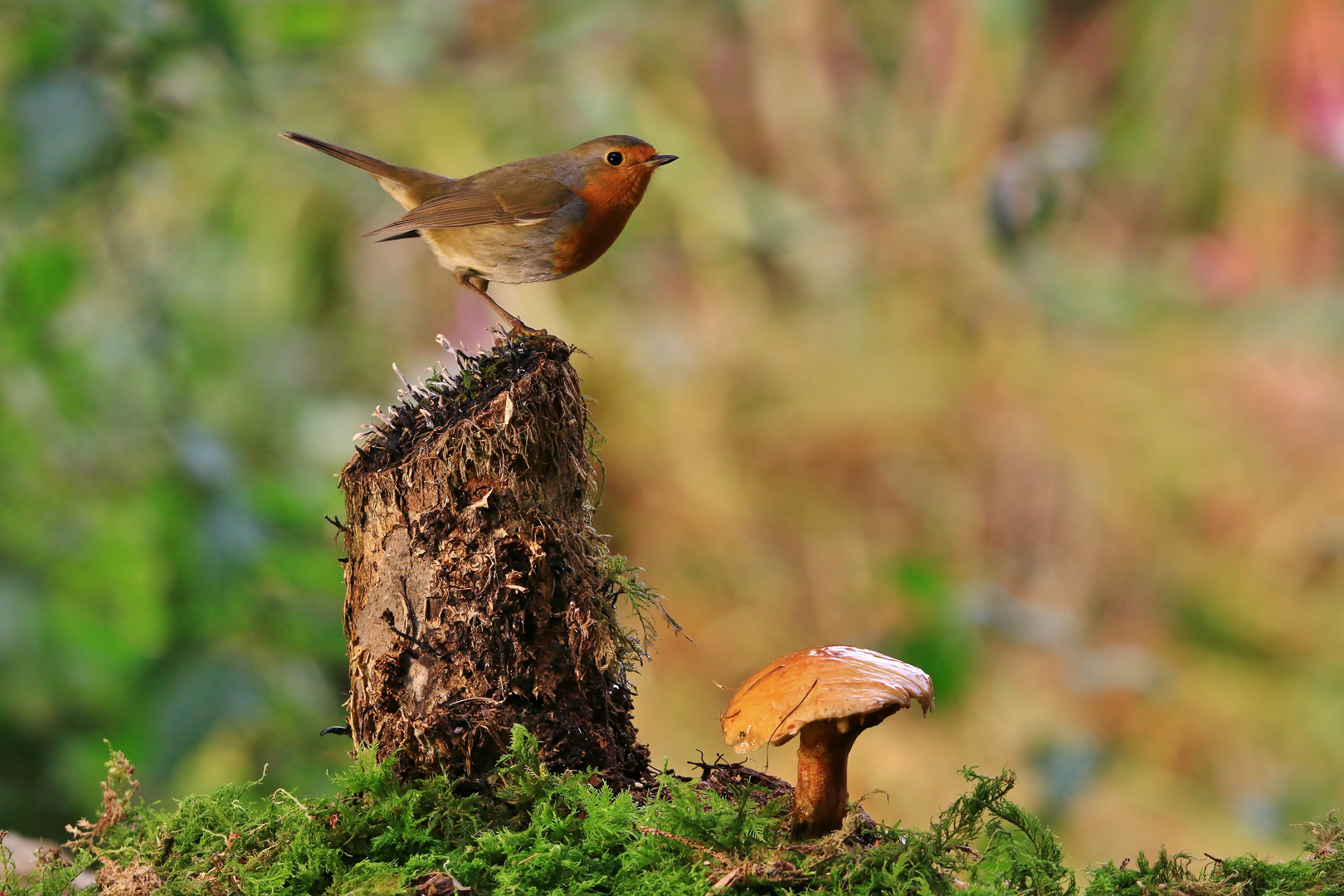 Rotkehlchen