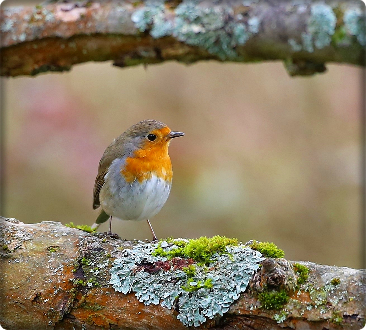 Rotkehlchen Foto & Bild | tiere, wildlife, wild lebende vögel Bilder auf fotocommunity