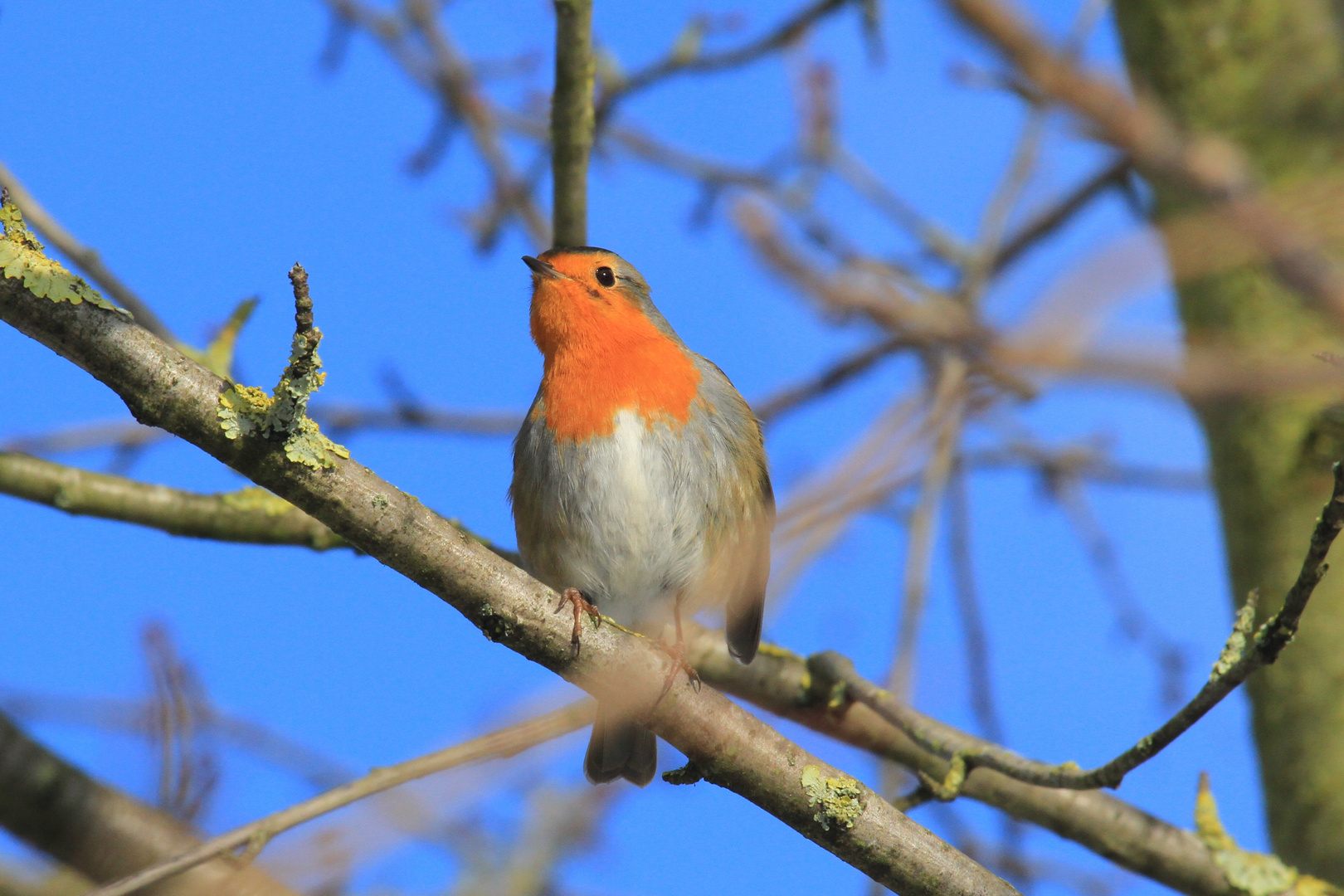 Rotkehlchen Foto & Bild tiere, wildlife, wild lebende vögel Bilder