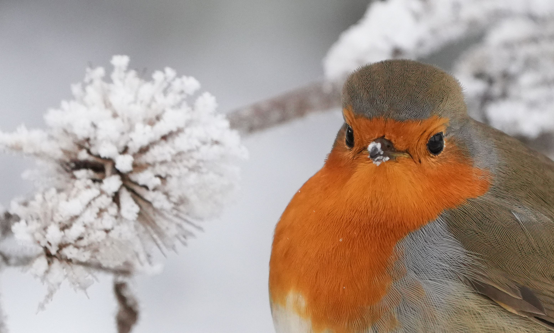Rotkehlchen. Foto & Bild outdoor, winter, eis Bilder auf