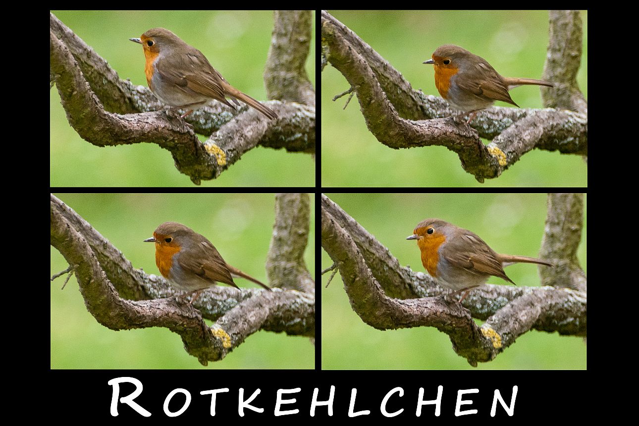 Rotkehlchen