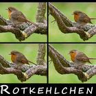 Rotkehlchen