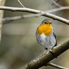 Rotkehlchen