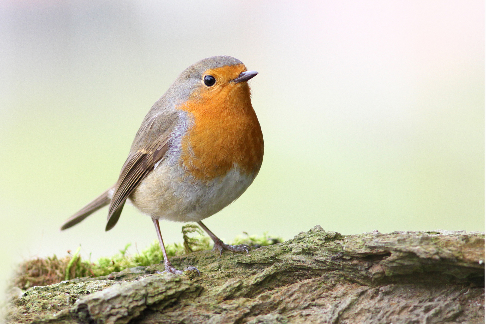 Rotkehlchen Foto & Bild vögel, natur, rotkehlchen Bilder auf