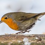 Rotkehlchen - ein Winterliches