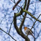 Rotkehlchen - eine Arie zum Frühling