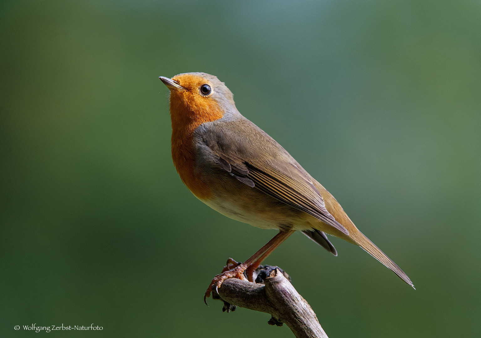 - ROTKEHLCHEN - ( Emberiza citrinella )