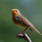 - ROTKEHLCHEN - ( Emberiza citrinella )