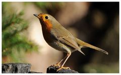 -- Rotkehlchen -- ( Erithaccus rubecula )