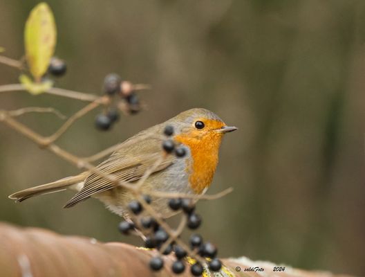 ROTKEHLCHEN ( Erithacus )