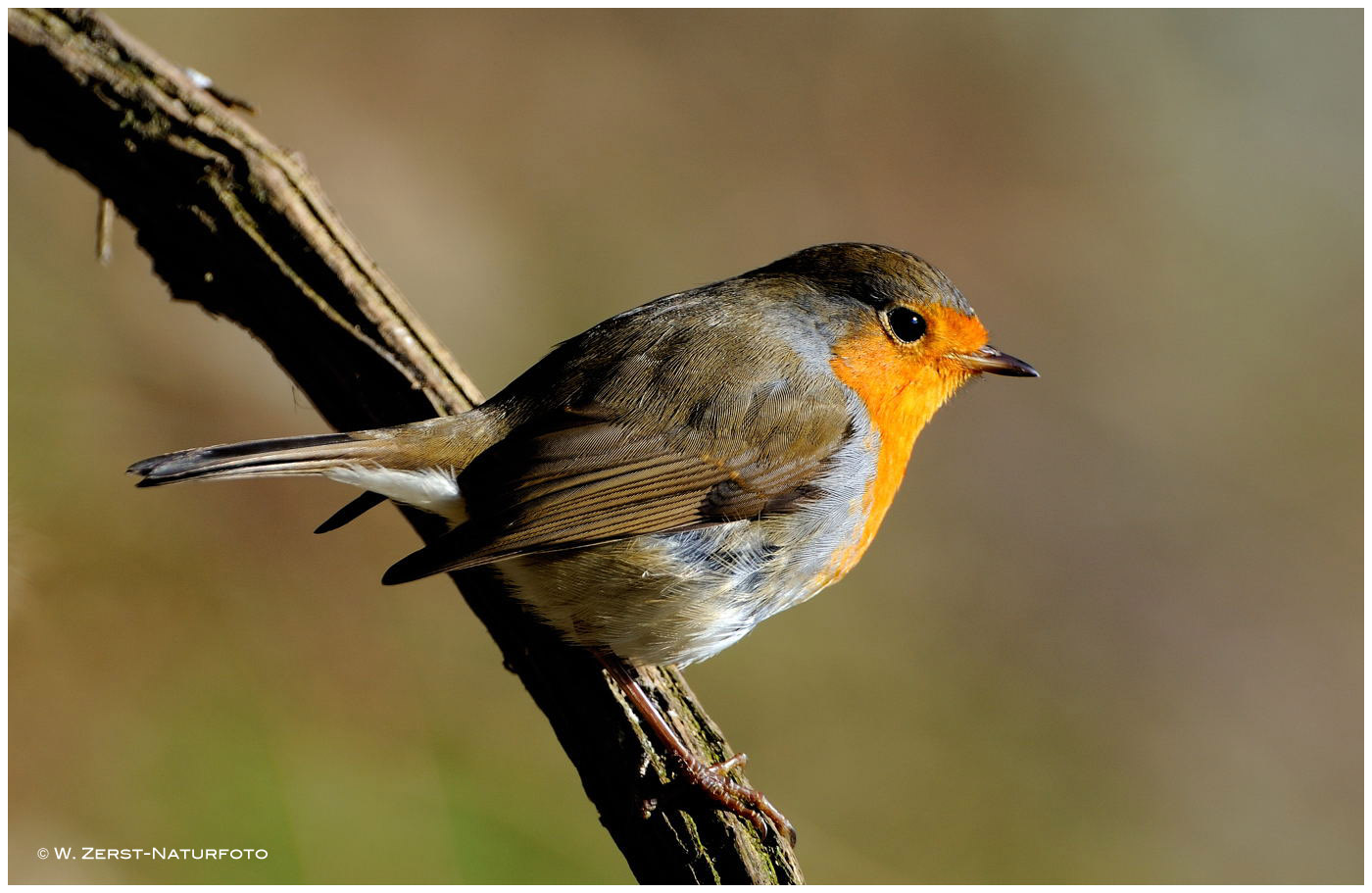 --- Rotkehlchen --- ( Erithacus rubcula )