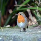 Rotkehlchen (Erithacus rubecu) auch diese Seite ist hübsch !