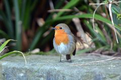 Rotkehlchen (Erithacus rubecu) auch diese Seite ist hübsch !