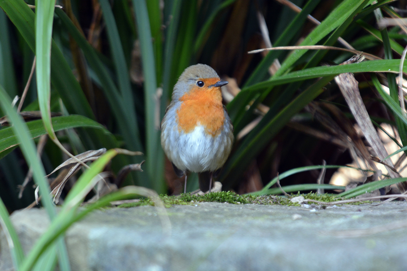 Rotkehlchen (Erithacus rubecu) meine bessere Seite.