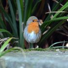 Rotkehlchen (Erithacus rubecu) meine bessere Seite.