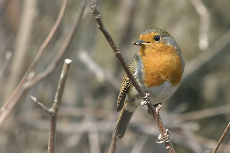 Rotkehlchen (Erithacus rubecula)